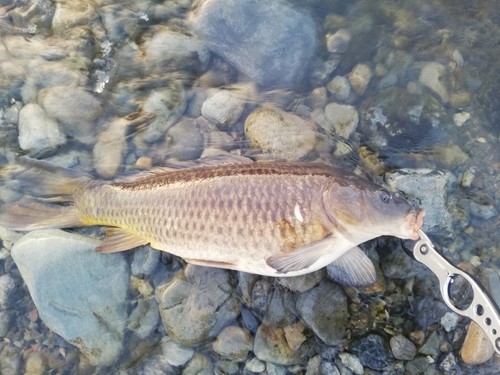 コイの釣果