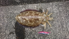 コウイカの釣果