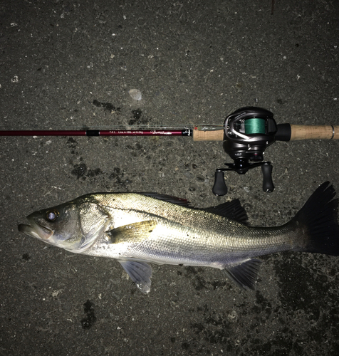 セイゴ（マルスズキ）の釣果