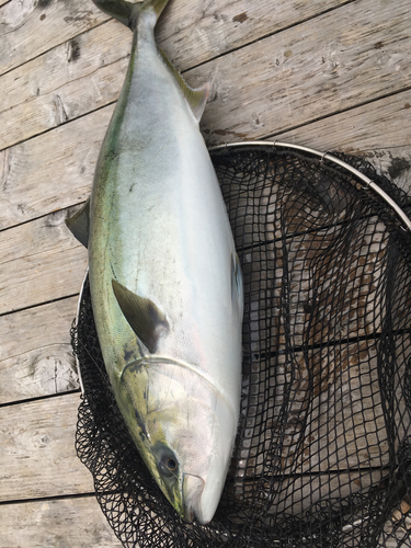 メジロの釣果