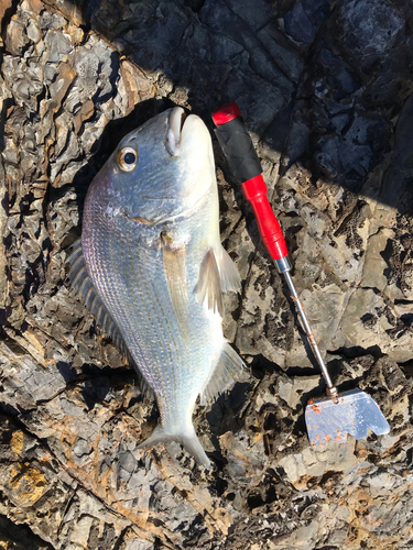 ヘダイの釣果