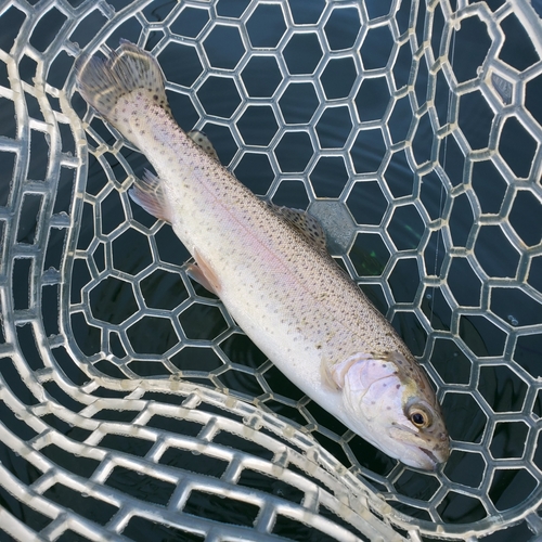 ニジマスの釣果