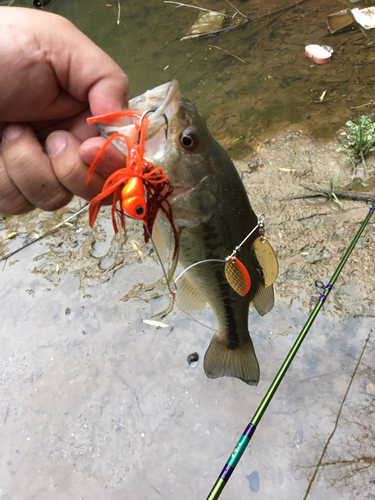 ブラックバスの釣果