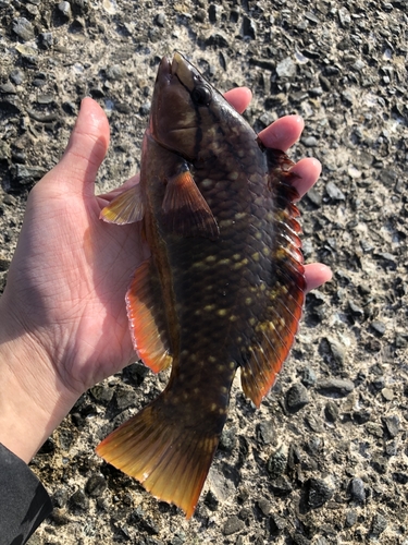 アカササノハベラの釣果