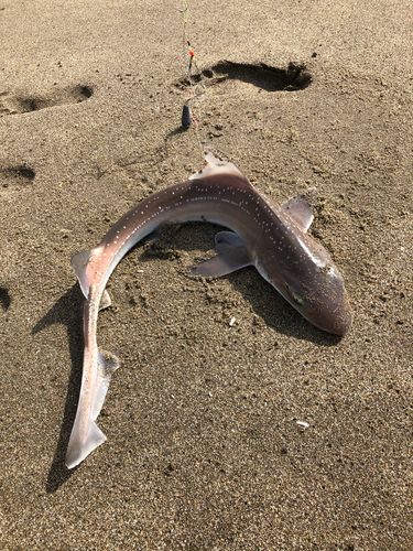 ドチザメの釣果