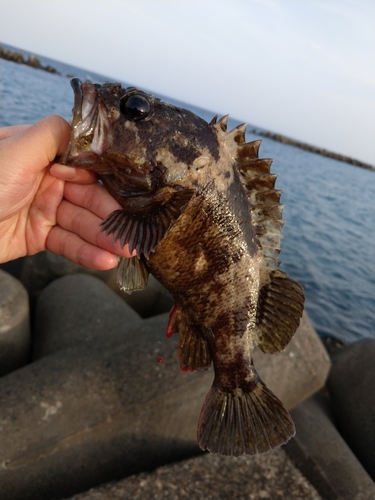 タケノコメバルの釣果