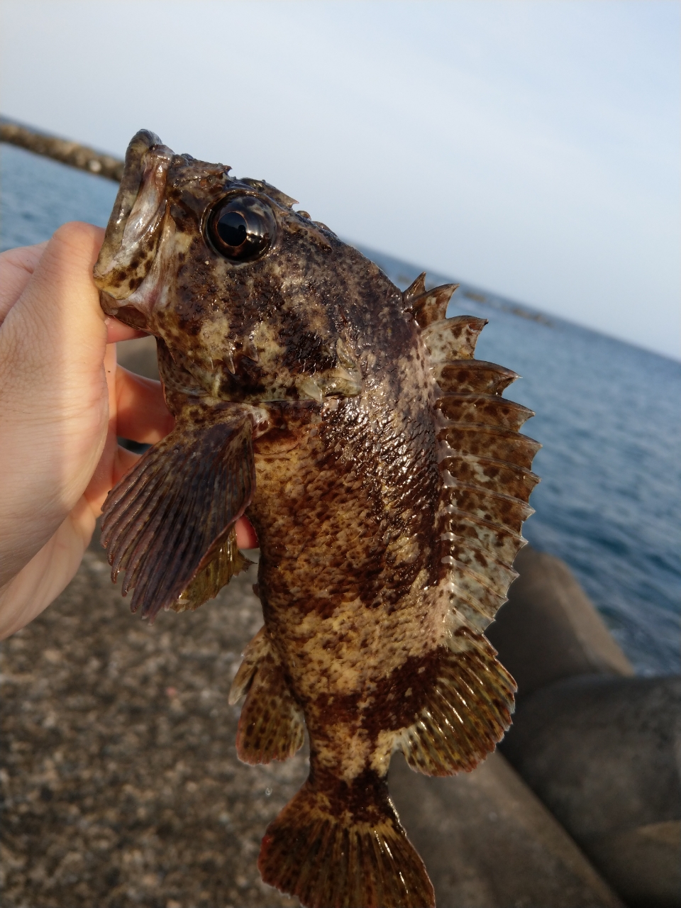 タケノコメバル