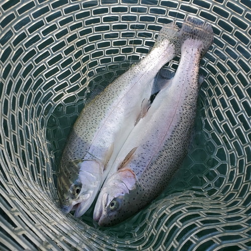 ニジマスの釣果