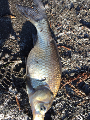 ヘラブナの釣果