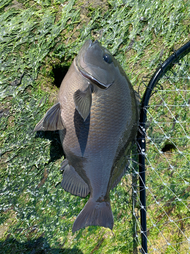 メジナの釣果