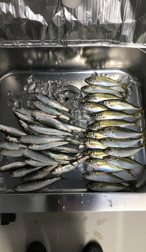 アジの釣果