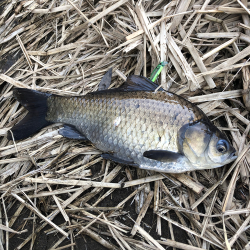 ヘラブナの釣果