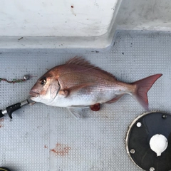 マダイの釣果