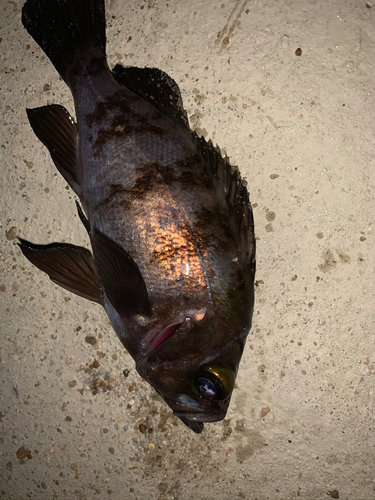 メバルの釣果