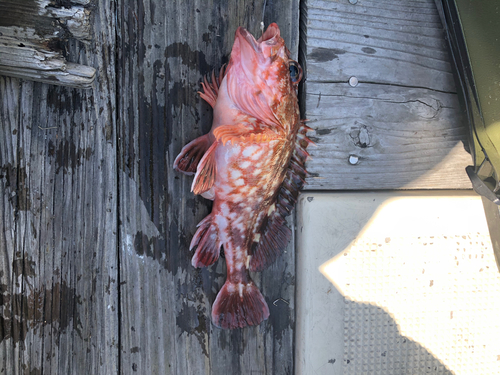 アラカブの釣果