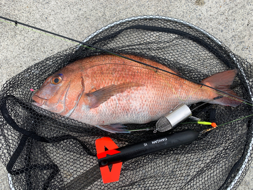 マダイの釣果