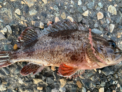 ムラソイの釣果