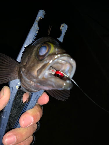 クロメバルの釣果