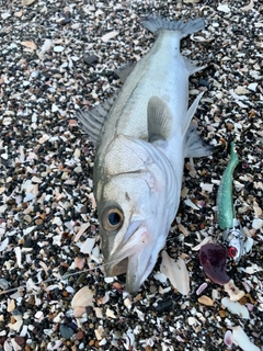 セイゴ（ヒラスズキ）の釣果