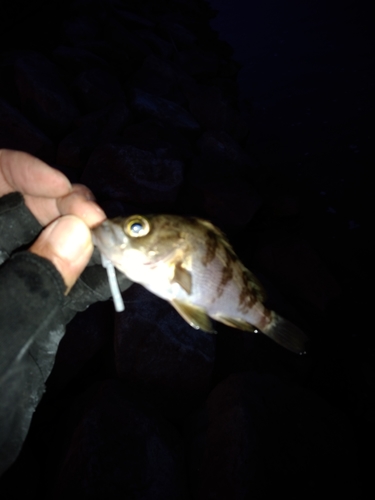 タケノコメバルの釣果