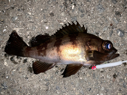 メバルの釣果