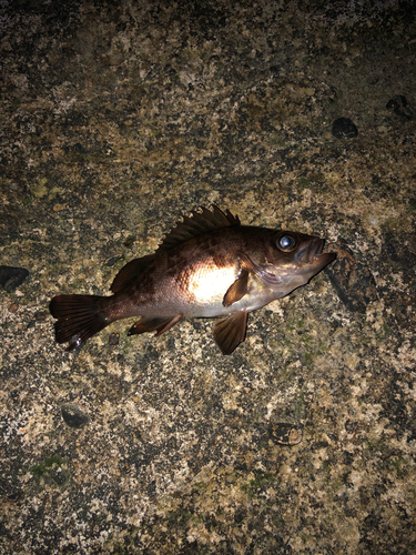 シロメバルの釣果