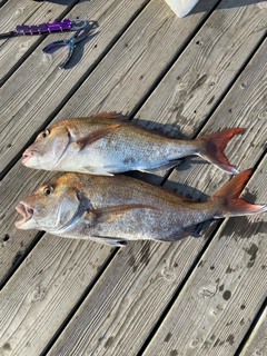 マダイの釣果