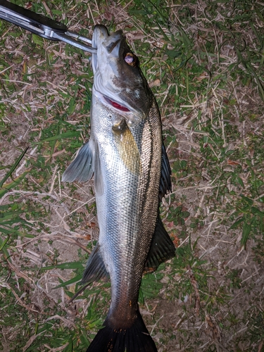 フッコ（マルスズキ）の釣果