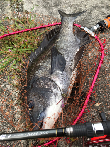 チヌの釣果