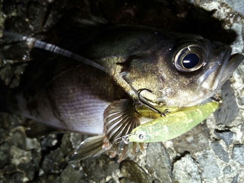 クロメバルの釣果