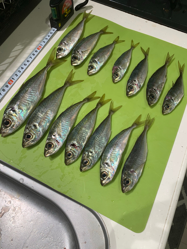 アジの釣果