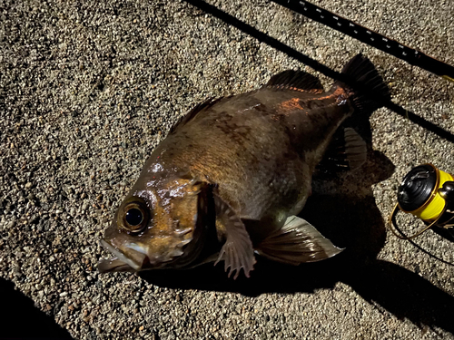 メバルの釣果