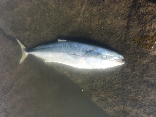 ワラサの釣果