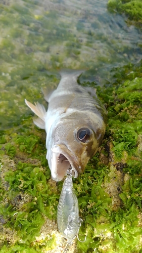 クロホシフエダイの釣果