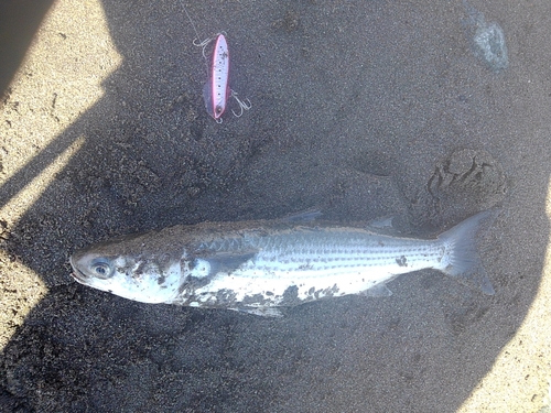 ボラの釣果