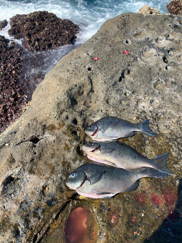 メジナの釣果