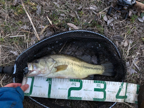 ラージマウスバスの釣果