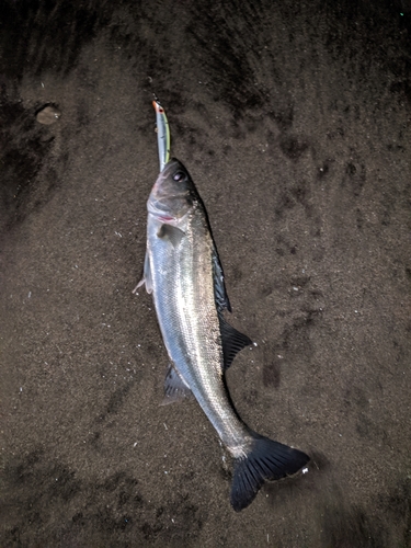 スズキの釣果