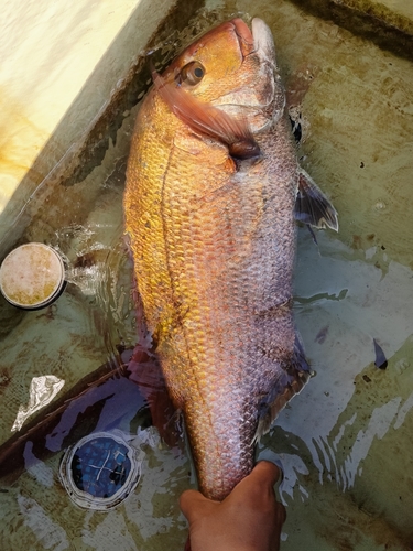 タイの釣果