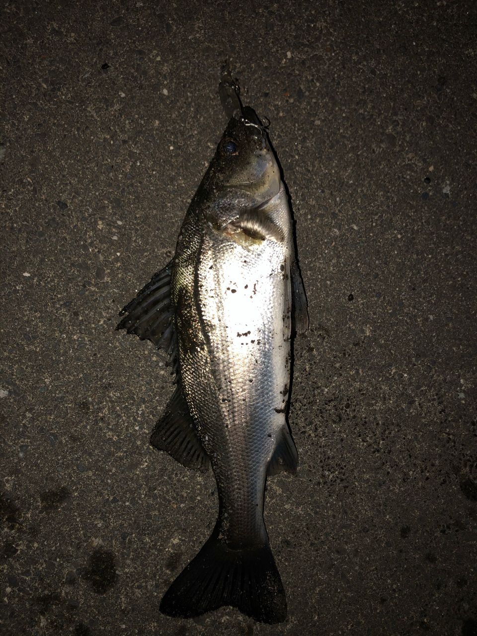 セイゴ（マルスズキ）