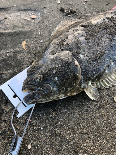 ヒラメの釣果