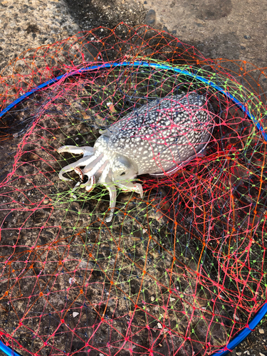 シリヤケイカの釣果