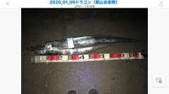 タチウオの釣果