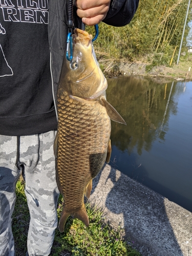 コイの釣果