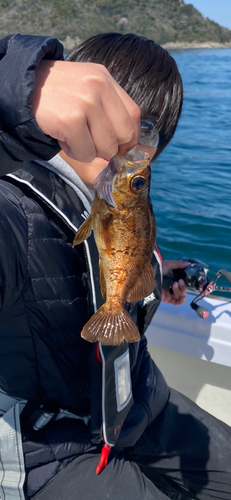 クロメバルの釣果