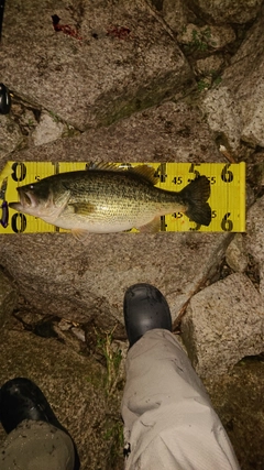 ブラックバスの釣果
