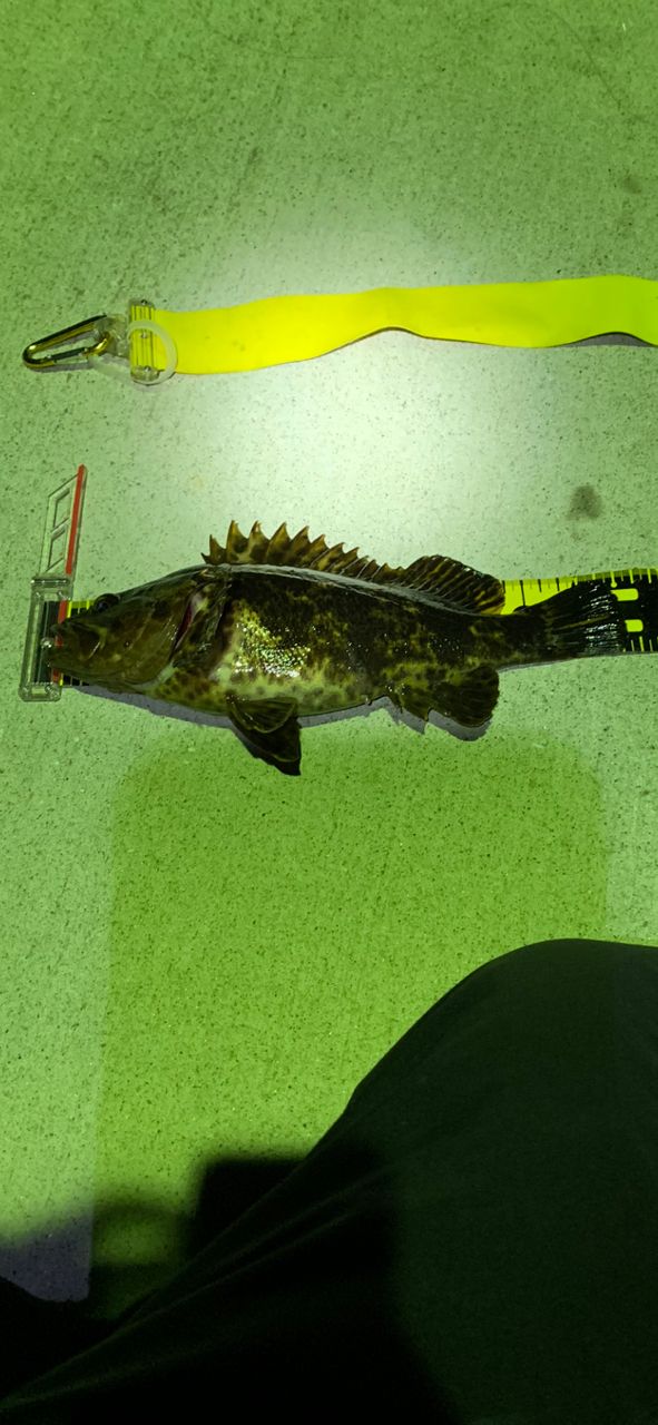 ベッコウゾイ