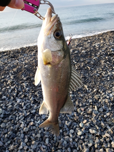 フッコ（ヒラスズキ）の釣果