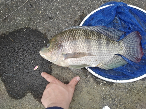 ナイルティラピアの釣果