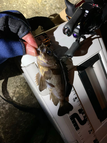 シロメバルの釣果